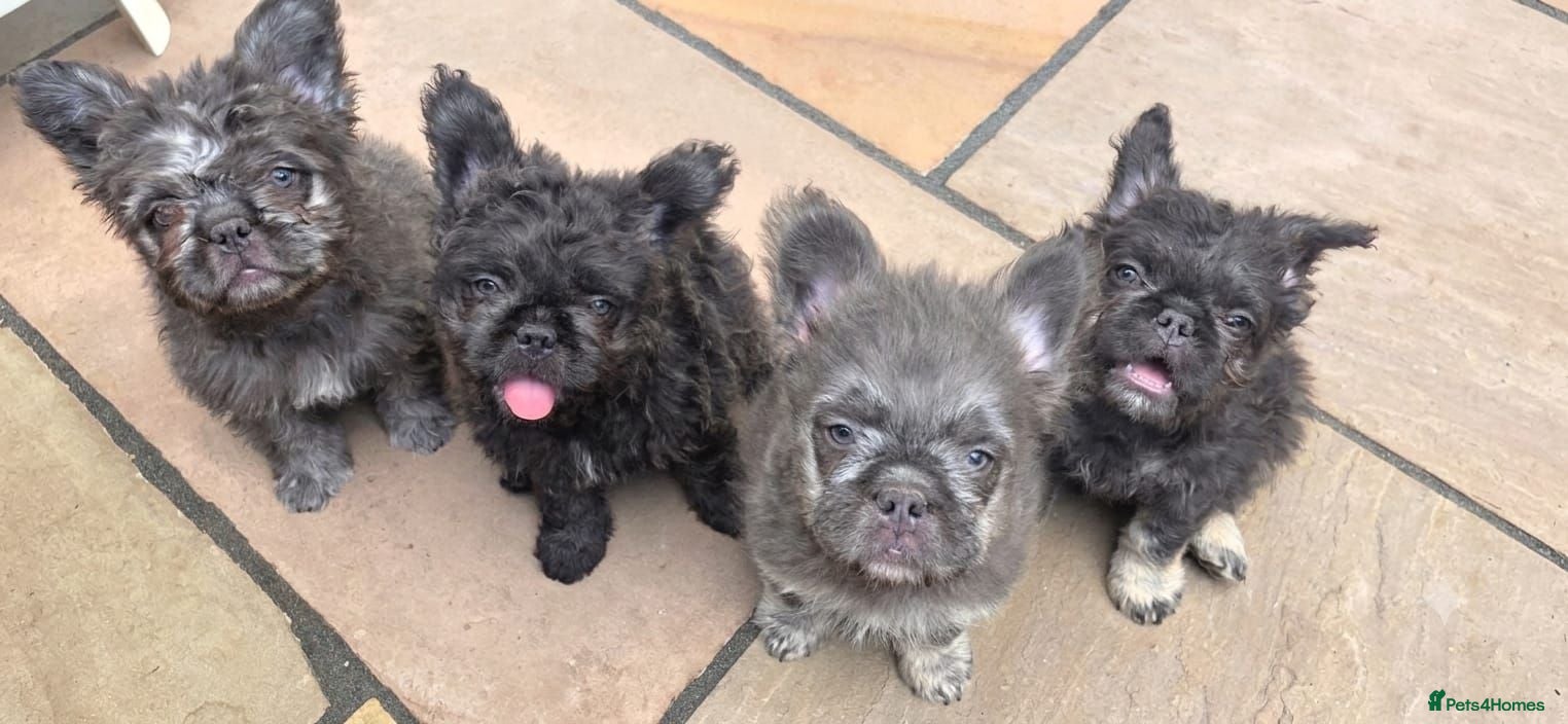 French Bulldog dogs Super Floodles AVAILABLE NOW - Advert 17