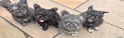 French Bulldog dogs for sale: Super Floodles AVAILABLE NOW - Advert 1