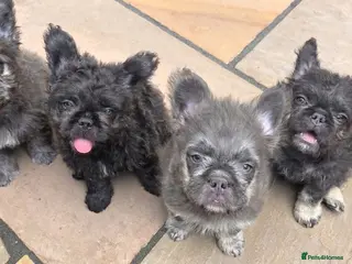 French Bulldog dogs Curly Fluffy french bulldogs AVAILABLE NOW - Advert 6