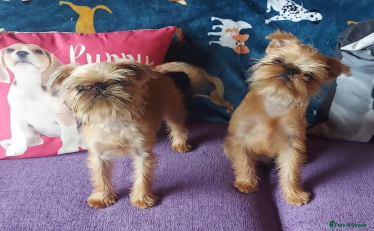 Griffon Bruxellois dogs - Advert 1