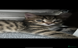 Mixed Breed cats for sale: REDUCED & READY NOW BSH x Tabby kittens  - Image 7