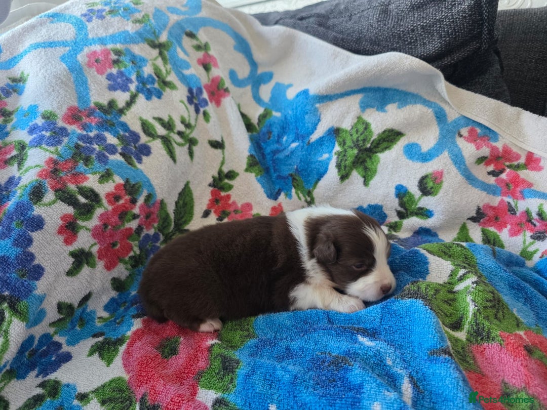 Australian Shepherd dogs for sale: Champion kc registerd pups - Image 13