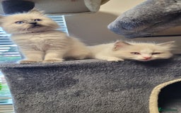 Ragdoll cats for sale: 🐾😺 3 Fluffy Ragdoll Kittens Waiting for You ♥♥♥ - Image 21