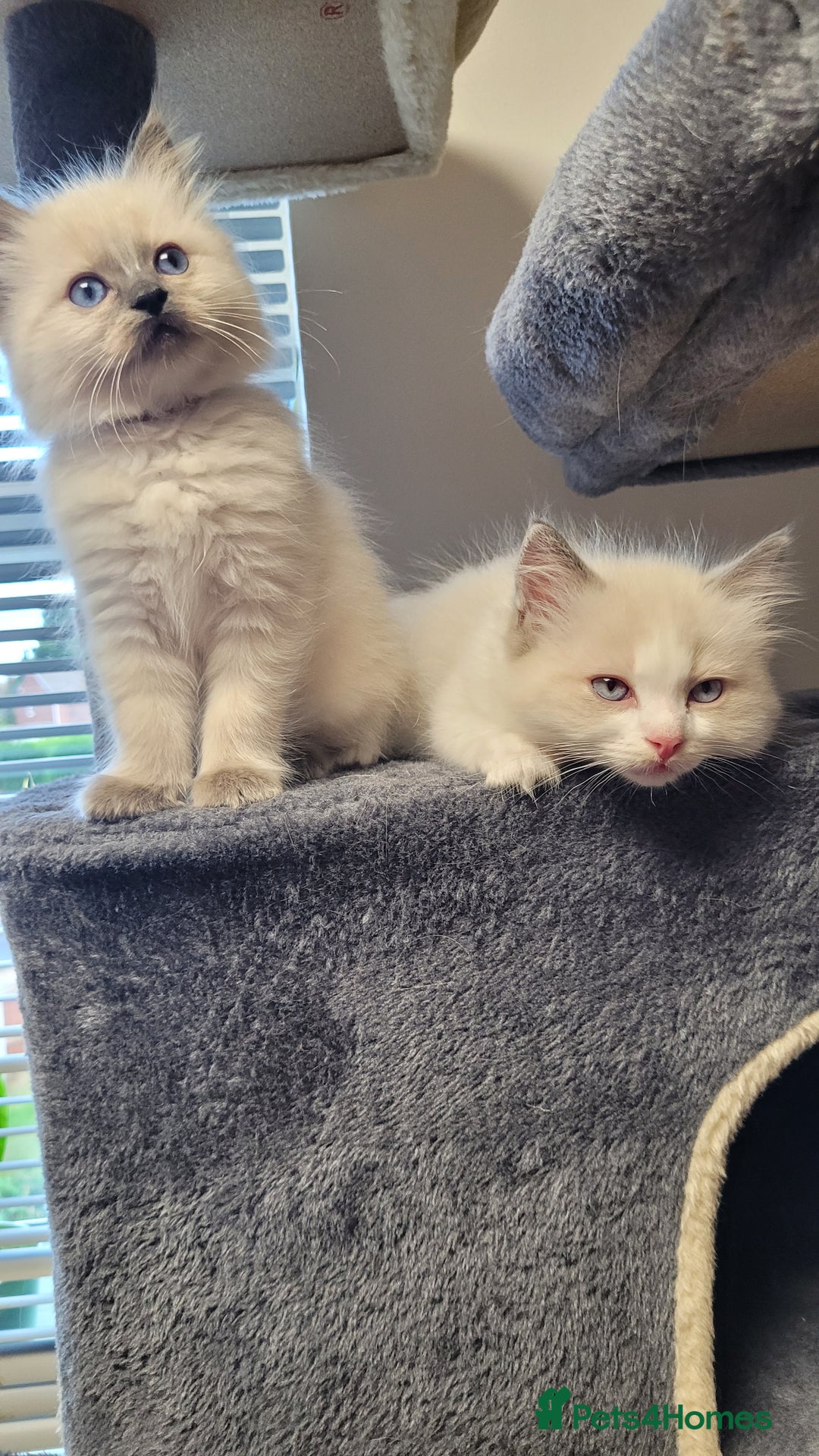 Ragdoll cats for sale: 🐾😺 3 Fluffy Ragdoll Kittens Waiting for You ♥♥♥ - Image 21