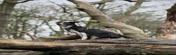 Border Collie dogs for sale: Arya  - Advert 1