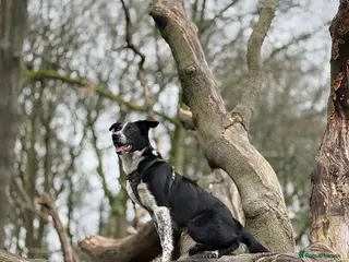 Border Collie dogs beloved border collie, Arya - Advert 17