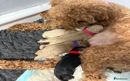 Cavapoochon dogs for sale: Cavapoochon  - Image 4