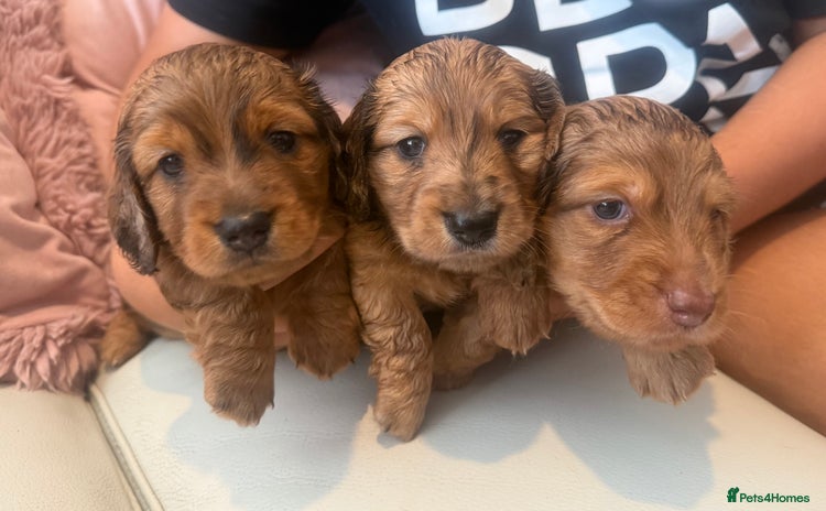 Miniature Dachshund dogs - Advert 1