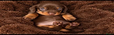 Dachshund 2
