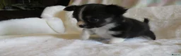Chihuahua dogs for sale: Beautiful RKC Registered Puppies GIRLS - Advert 6