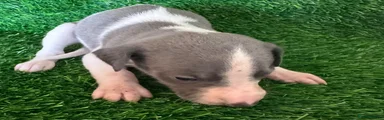 Whippet 6