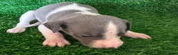 Whippet dogs for sale: ✨ EXCEPTIONAL PEDIGREE WHIPPETS  - Advert 23