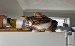 Maine Coon cats for sale: Maincoon mix  - Advert 5