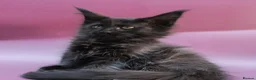 Maine Coon cats for sale: 🔥Black & Smoke Maine Coon Kittens🔥 - Advert 23