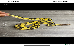 Python Snake reptiles for sale: Fire pastel female - Image 6