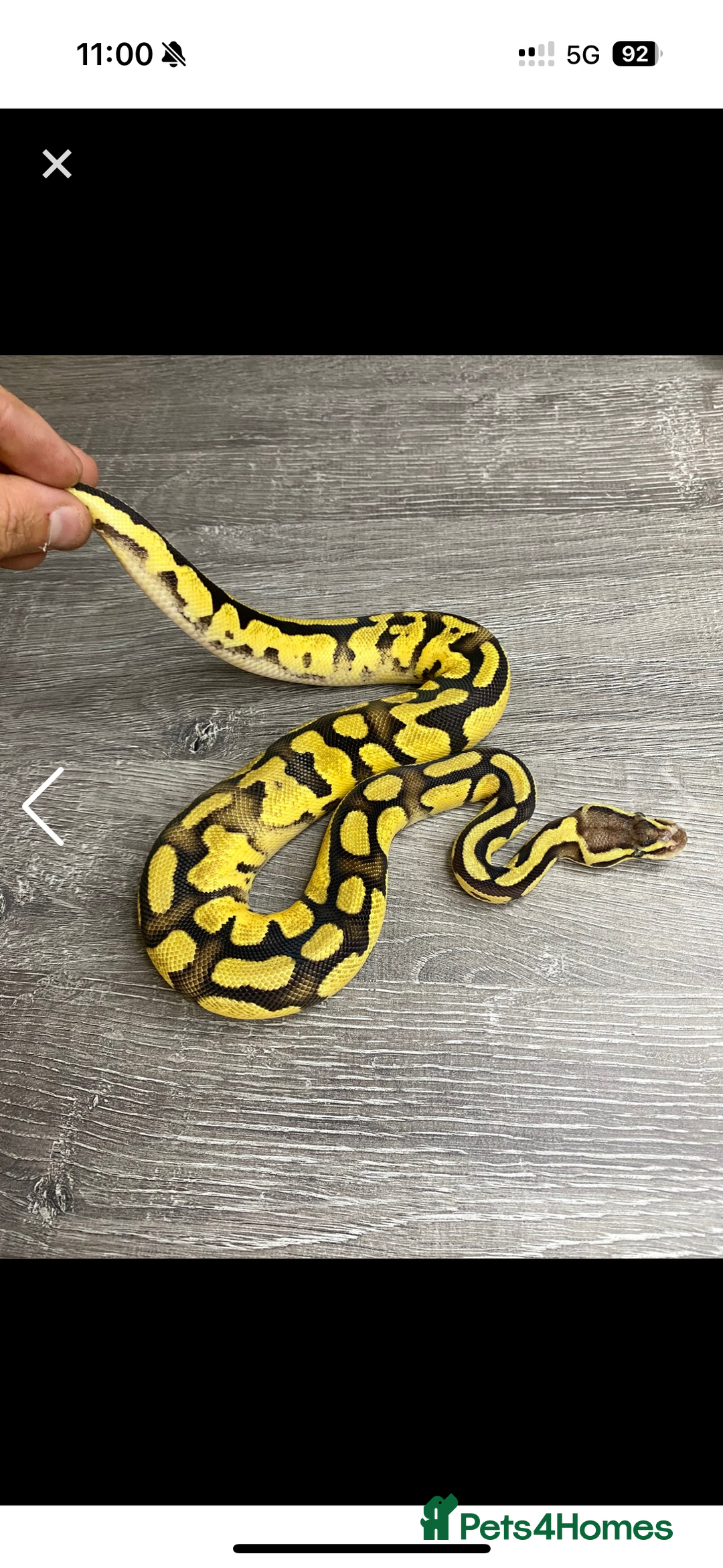 Python Snake reptiles for sale: Fire pastel female - Image 6