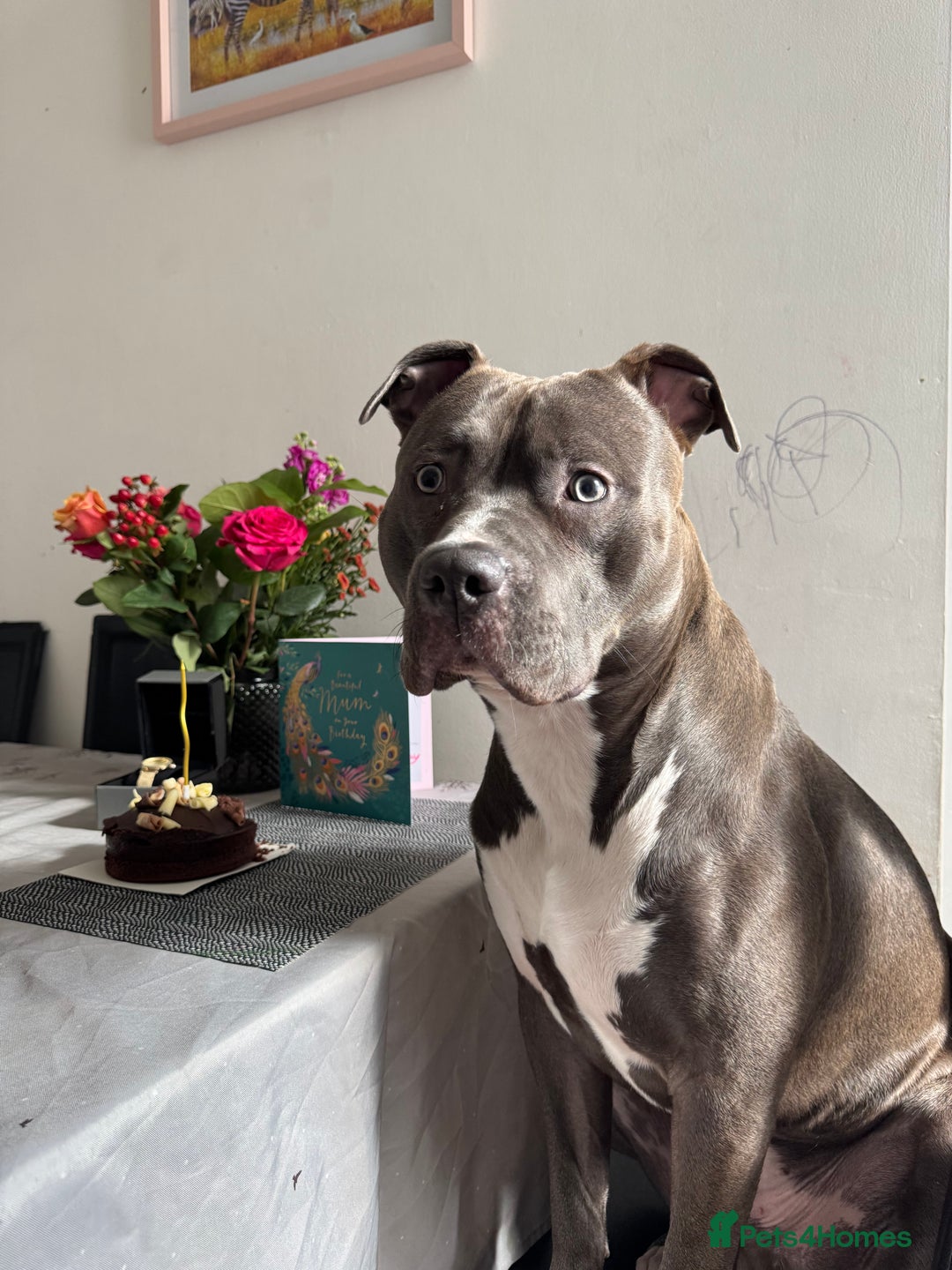 Mixed Breed dogs for sale: Staff mix dog looking for a house  - Advert 7