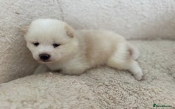 Japanese Shiba Inu dogs for sale: Japanese Shiba Inu puppies - Image 8