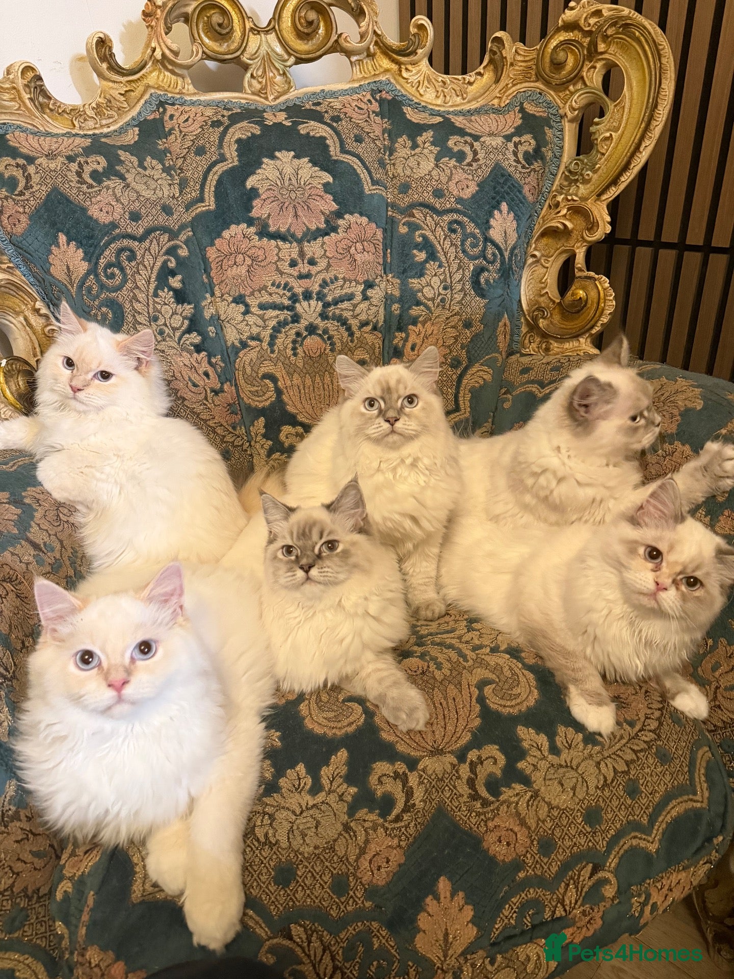 Perdoll cats ⭐️Ready Now  kittens  - Advert 2