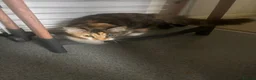 Bengal cats for sale: Bengal female kitten  - Advert 5