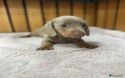 Miniature Dachshund dogs for sale: PRA clear. Isabella tan female (singleton) - Image 1