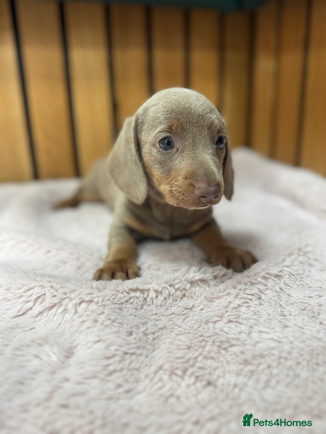 Miniature Dachshund dogs for sale: PRA clear. Isabella tan female (singleton) - Image 1