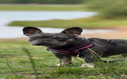 French Bulldog dogs for stud: Proven lilac & tan boy carrying cream & testable - Image 24