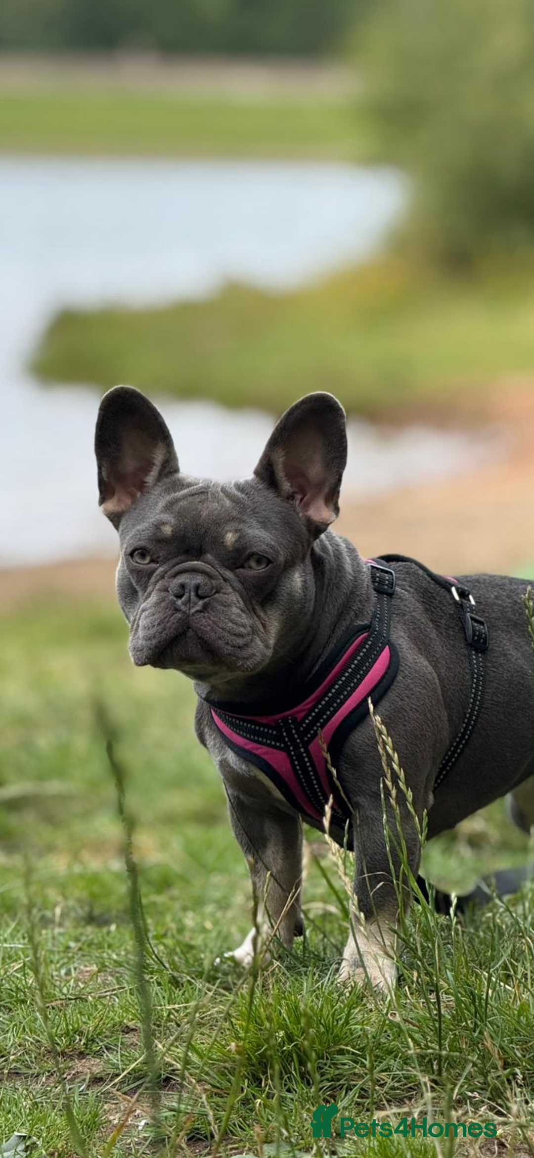 French Bulldog dogs for stud: Proven lilac & tan boy carrying cream & testable - Image 24