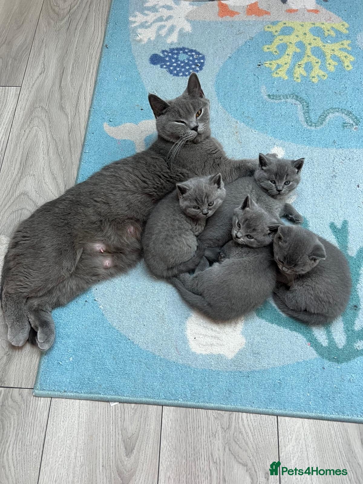 British Shorthair cats Pedigree British Shorthair Kittens  - Advert 1