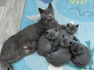 British Shorthair cats Pedigree British Shorthair Kittens - Advert 2