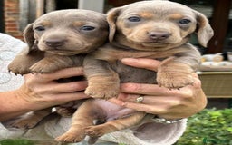 Miniature Dachshund dogs for sale: Mini short/long coat crossed dachshund  - Image 18