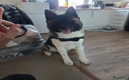Akita dogs for sale: 11 month old American akita(need gone ASAP) - Image 4
