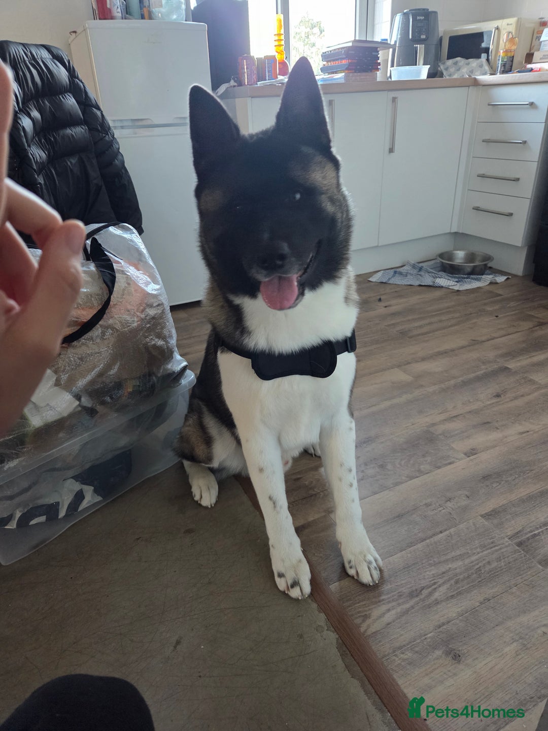 Akita dogs for sale: 11 month old American akita(need gone ASAP) - Image 4