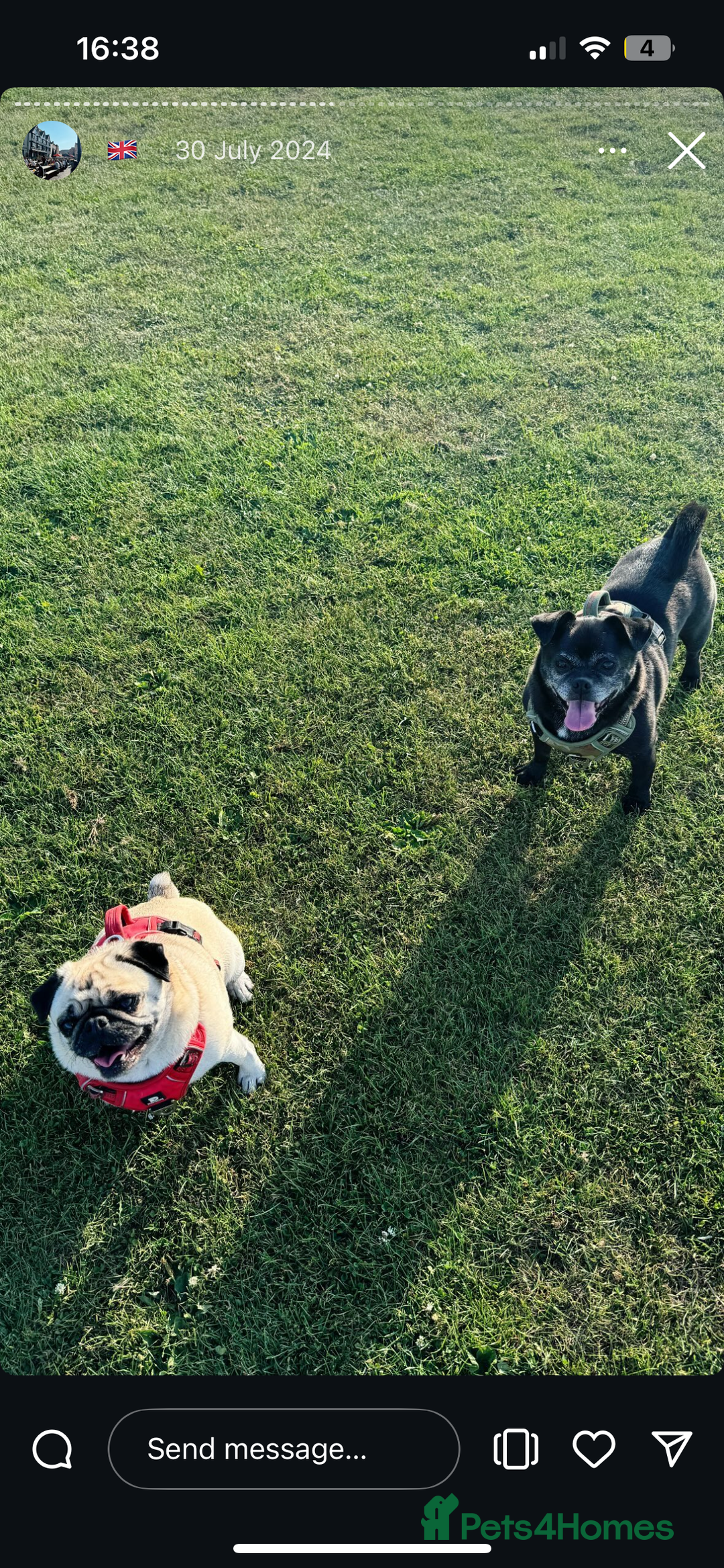 Pug dogs for sale: Chug and pug  - Image 11