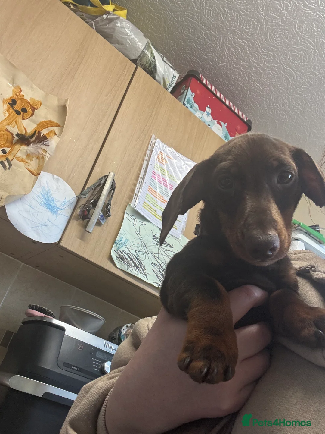Miniature Dachshund dogs for sale: Lilly miniature dachshund  - Advert 2