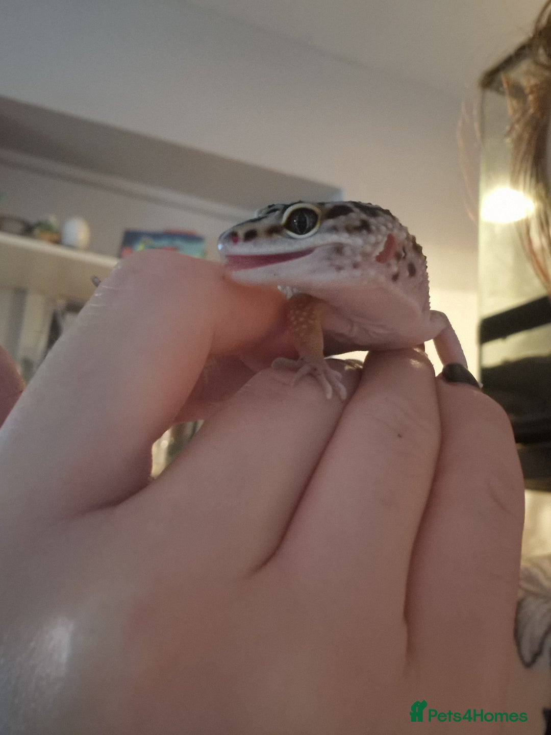 Leopard Gecko reptiles for sale: Female leopard gecko and viv - Advert 2