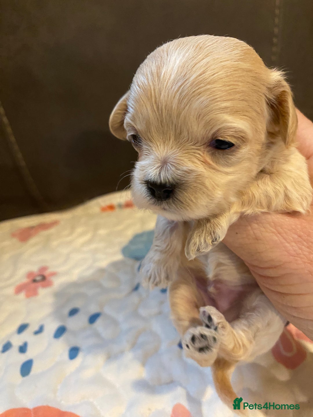 Maltipoo dogs for sale: Adorable Maltipoos Puppies  - Advert 22