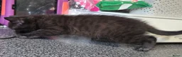 Mixed Breed cats for sale: 2 stunning kittens still available  - Advert 40