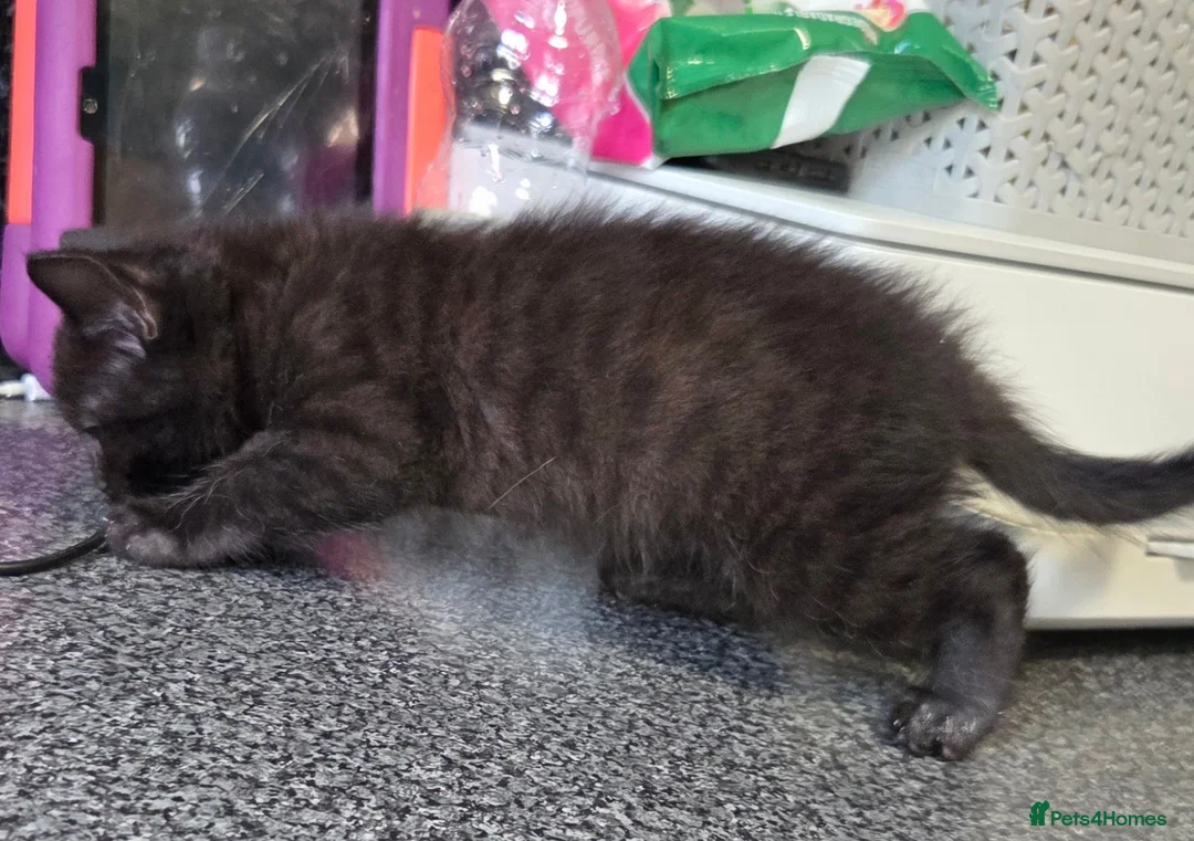 Mixed Breed cats for sale: 2 stunning kittens still available  - Advert 40
