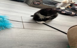 Mixed Breed cats for sale: Kittens  - Image 3