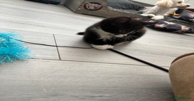 Mixed Breed cats - Advert 10