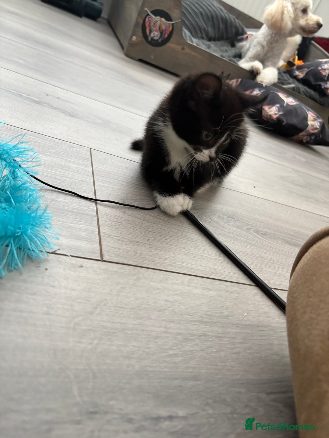 Mixed Breed cats for sale: Kittens  - Image 3