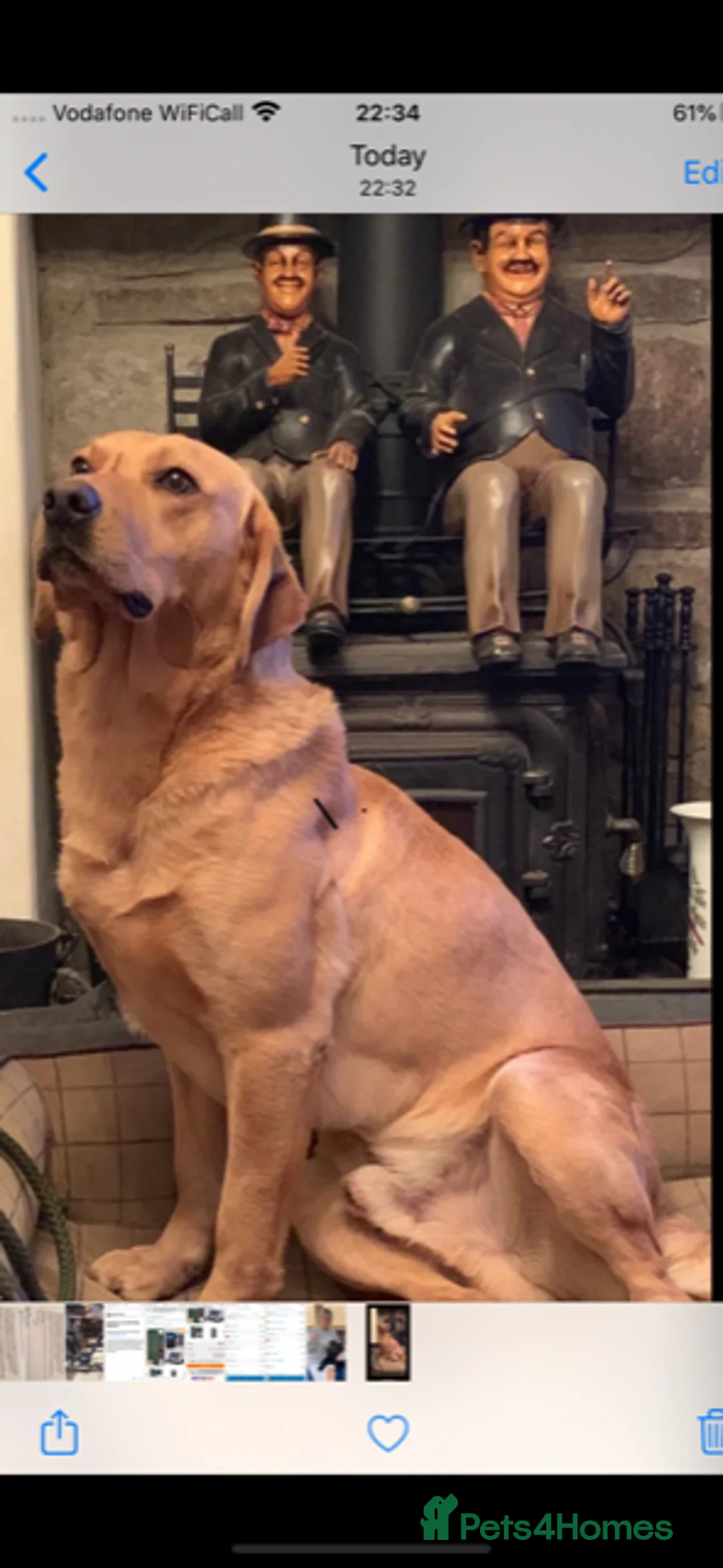 Labrador Retriever dogs for sale: Labrador Pups for Sale - Advert 4