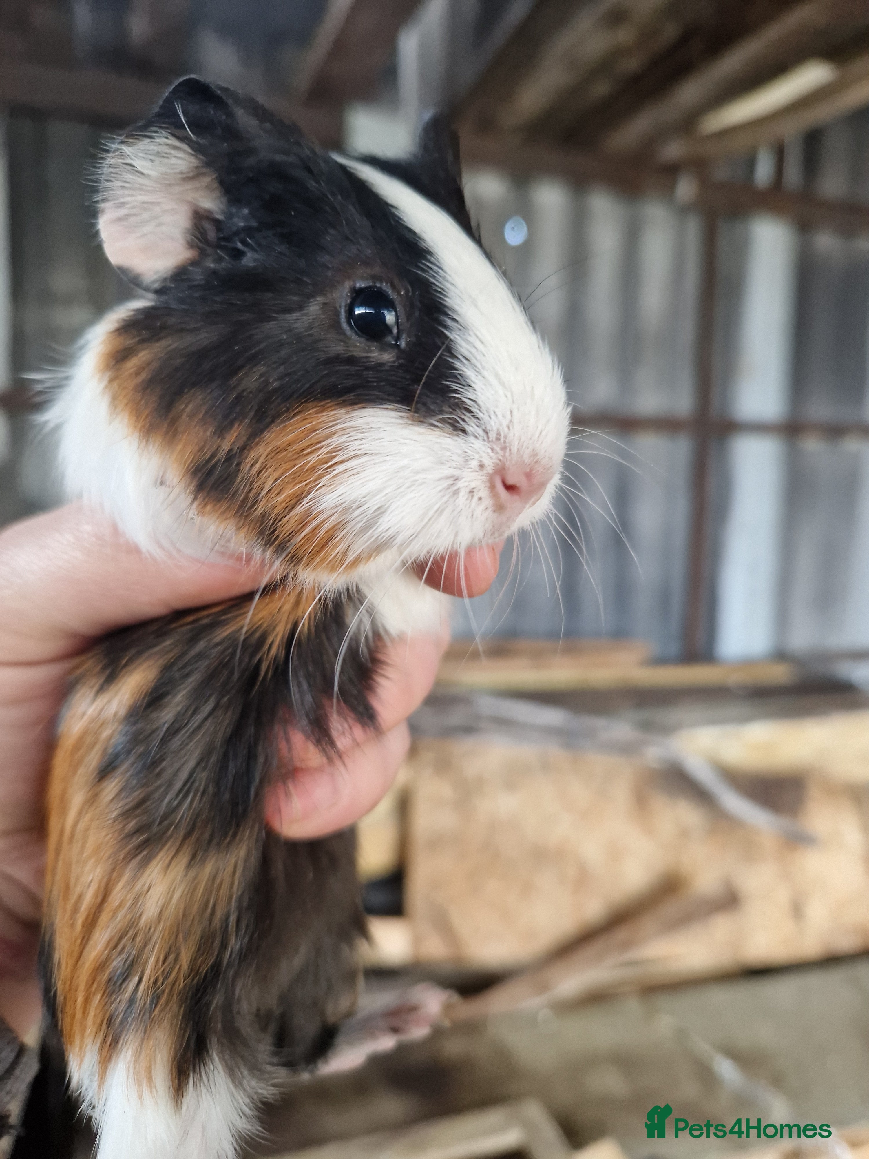 Guinea Pig rodents Baby Guinea Pigs - Advert 17