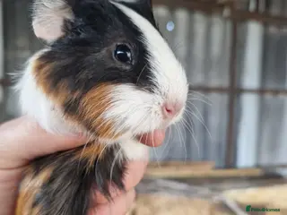 Guinea Pig rodents Baby Guinea Pigs - Advert 17