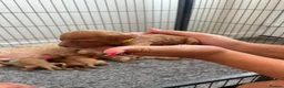 Cockapoo dogs for sale: Beautiful Cockapoo Puppies in Bristol - Advert 7