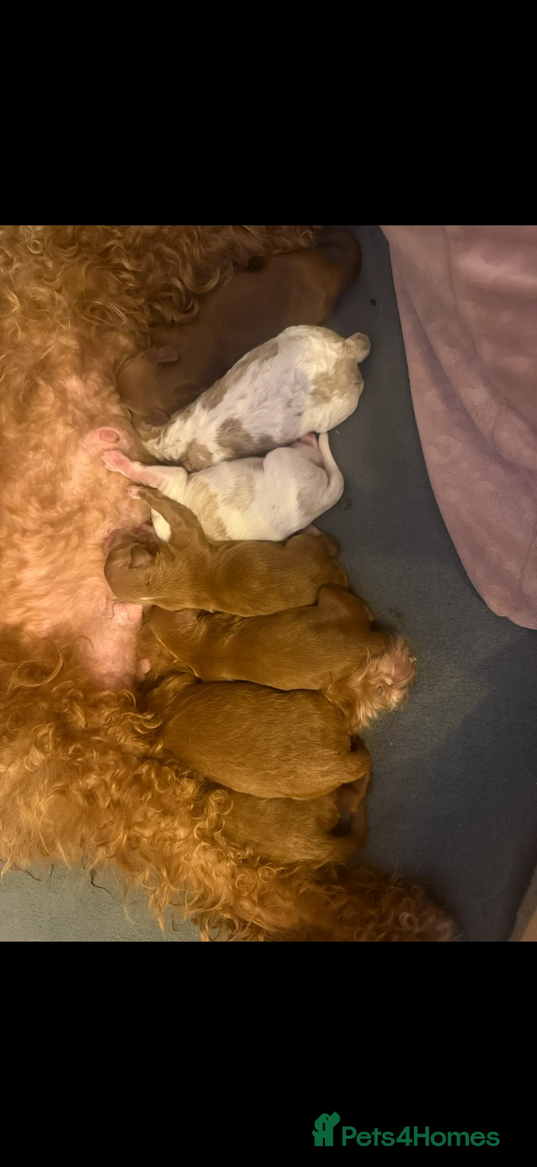 Cavapoo dogs for stud: PROVEN F1 Red Cavapoo stud-DNA Fully health tested - Advert 4