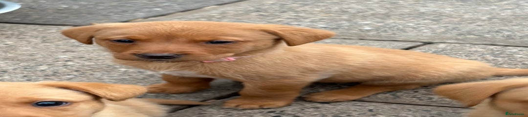 Labrador Retriever Puppy 6