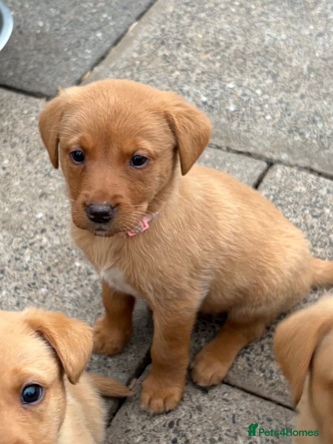 Labrador Retriever dogs for sale: Beautiful KC Fox Red Labs 0/0 hip/elbow mum & dad - Image 16