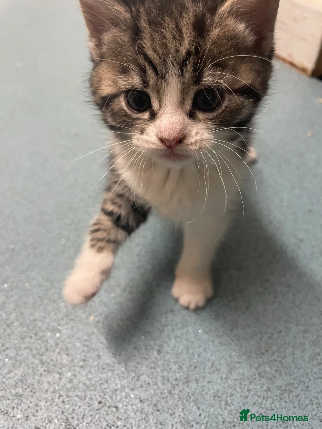 Mixed Breed cats for sale: Beautiful kitties looking for new forever home  - Advert 9